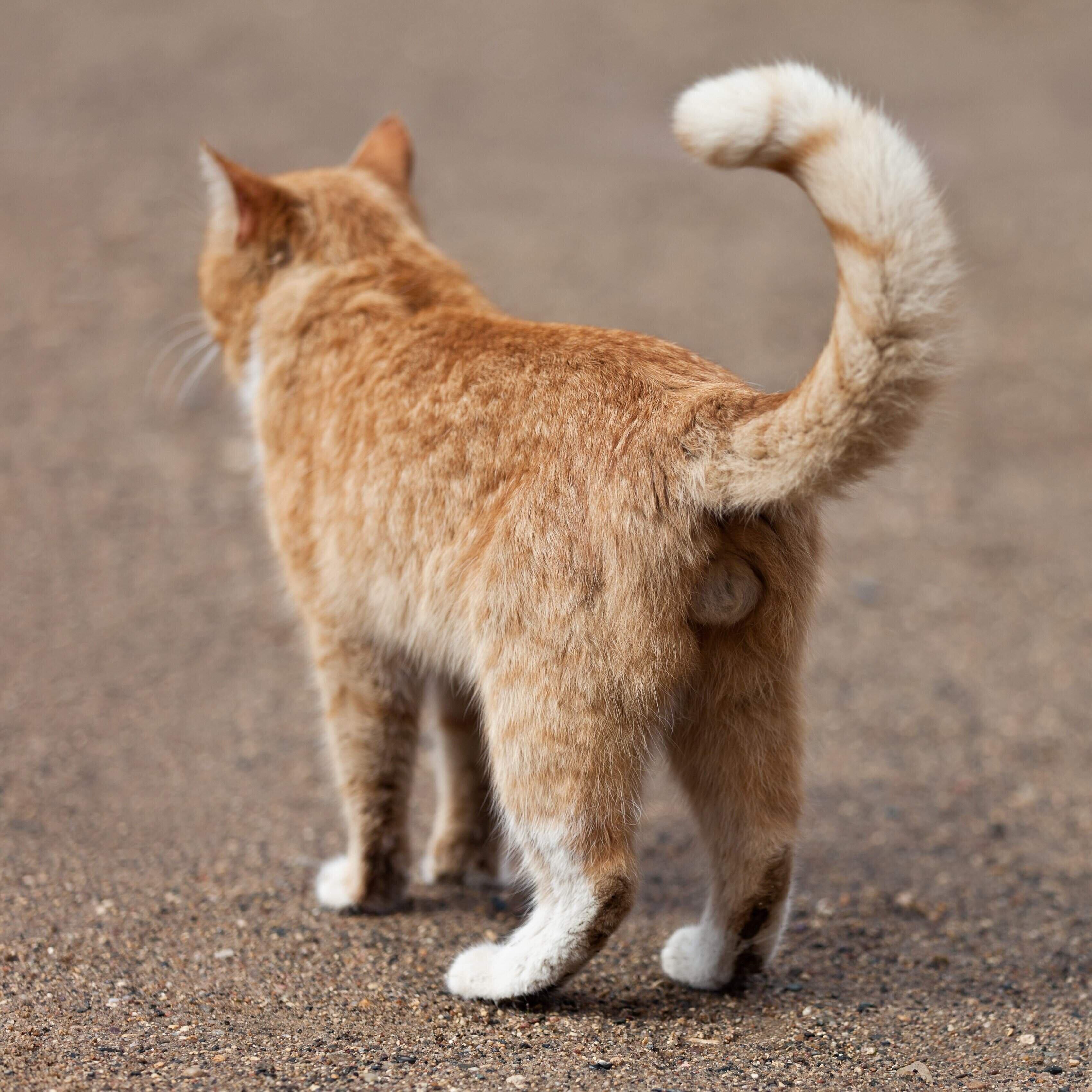 画像／iStock、Getty Images Plus