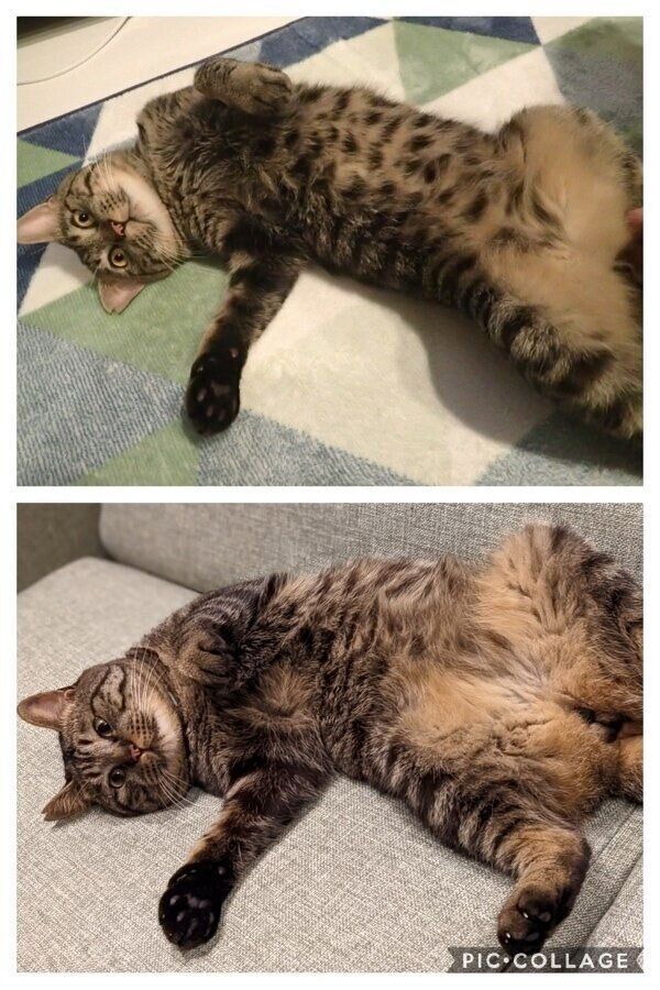 列くんの比較写真