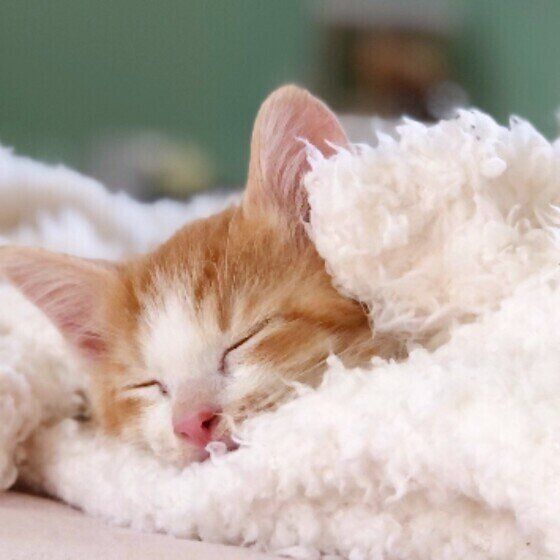 茶トラの麦ちゃん