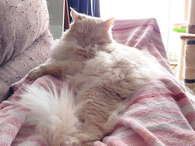 飼い主の足の間で眠るノルウェージャンフォレストキャット