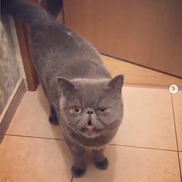 トイレまでママに着いて行っちゃうエキゾチックショートヘアー