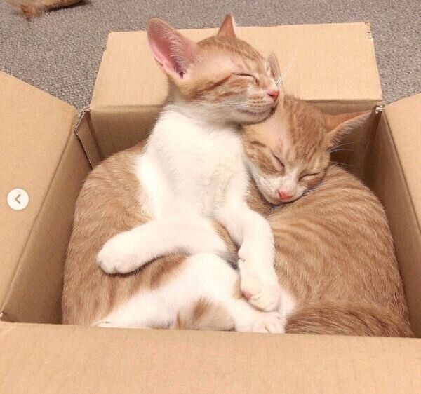 ダンボールの中でまったりするむぎちゃん、みそちゃん