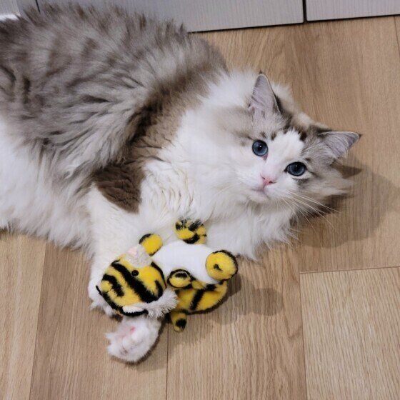 ラグドールのミーくん