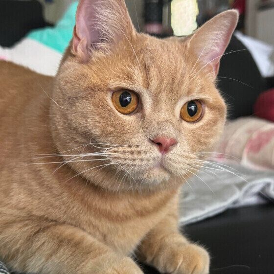 真剣な表情のブリティッシュショートヘア