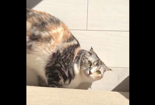 くつろぐラムちゃん