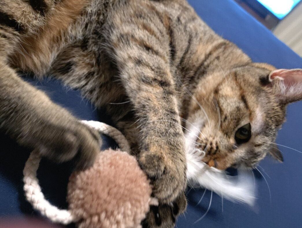 おもちゃで遊ぶ猫