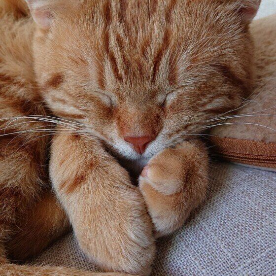 ぐっすり眠るアメリカンショートヘア