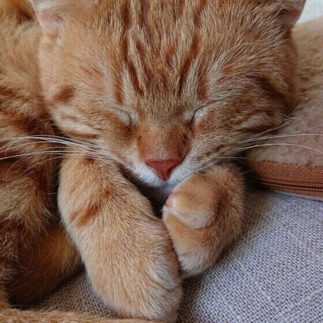 外猫と会話 愛猫からの引っ掻き傷は勲章 人には理解されない 猫飼いあるある ねこのきもちweb Magazine 外猫と会話 愛猫からの引っ掻き傷は勲章 人には理解されない 猫飼いあるある ねこのきもちweb Magazine