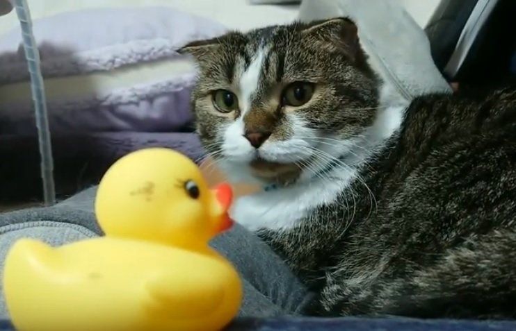 猫とアヒル
