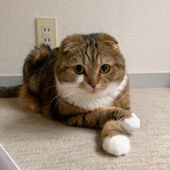 スコティッシュフォールド