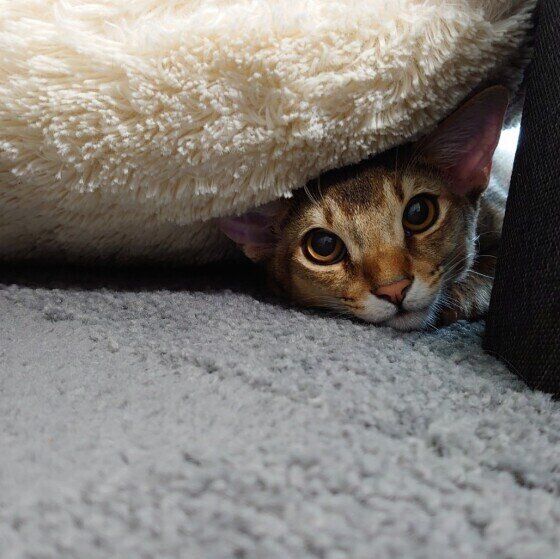 かくれんぼするソマリ