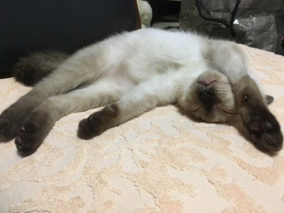 くつろぐシャム