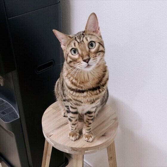 ベンガルのメンマちゃん