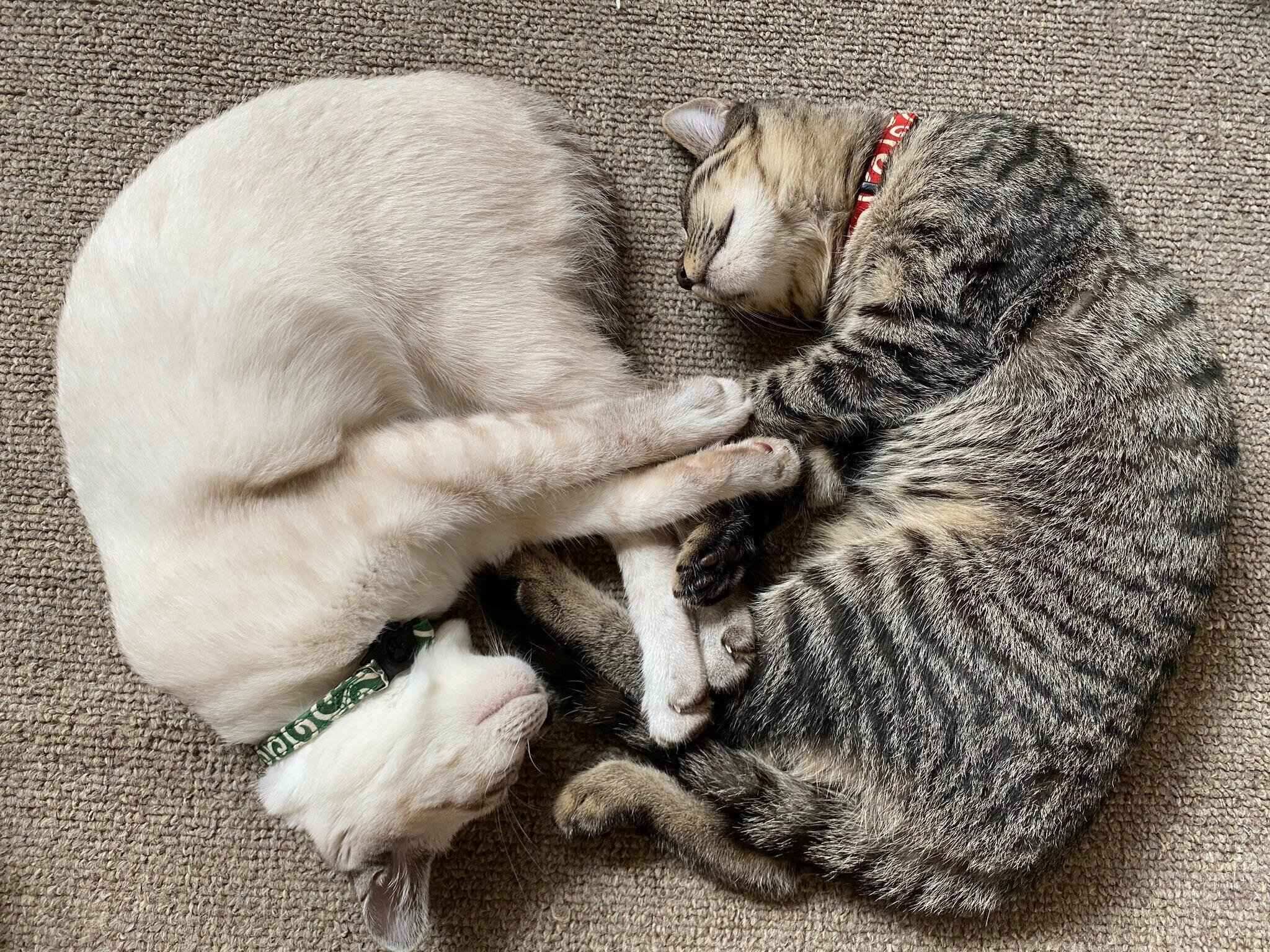 寝ているピノちゃんとモカちゃん