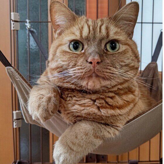 アメリカンショートヘアの龍太くん