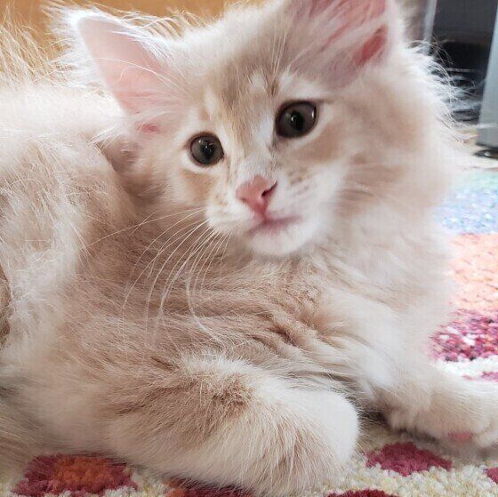 ノルウェージアンフォレストキャットのレオくん