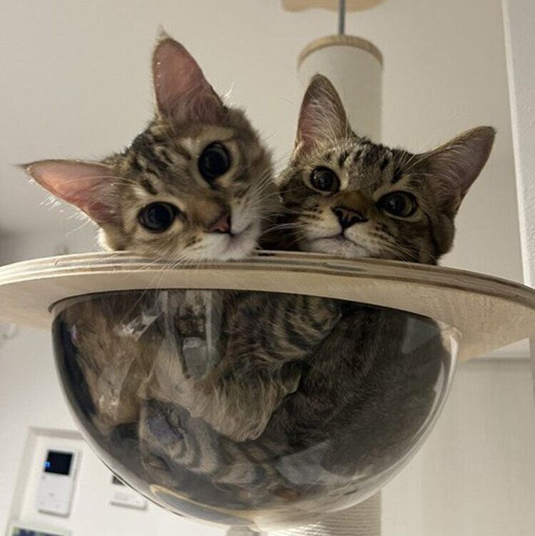 ルルくんとララちゃん