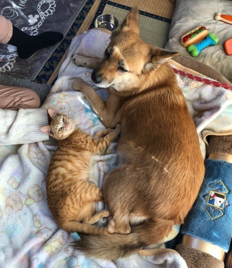 添い寝するナナちゃん（左）とコロちゃん（右）