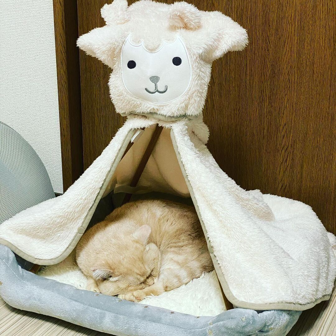 ブランケットを用いた猫用羊テント