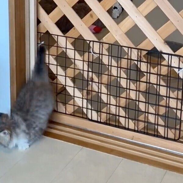 二重の柵から脱出するみぬ次郎くん