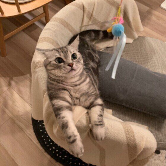 遊ぶアメリカンショートヘア