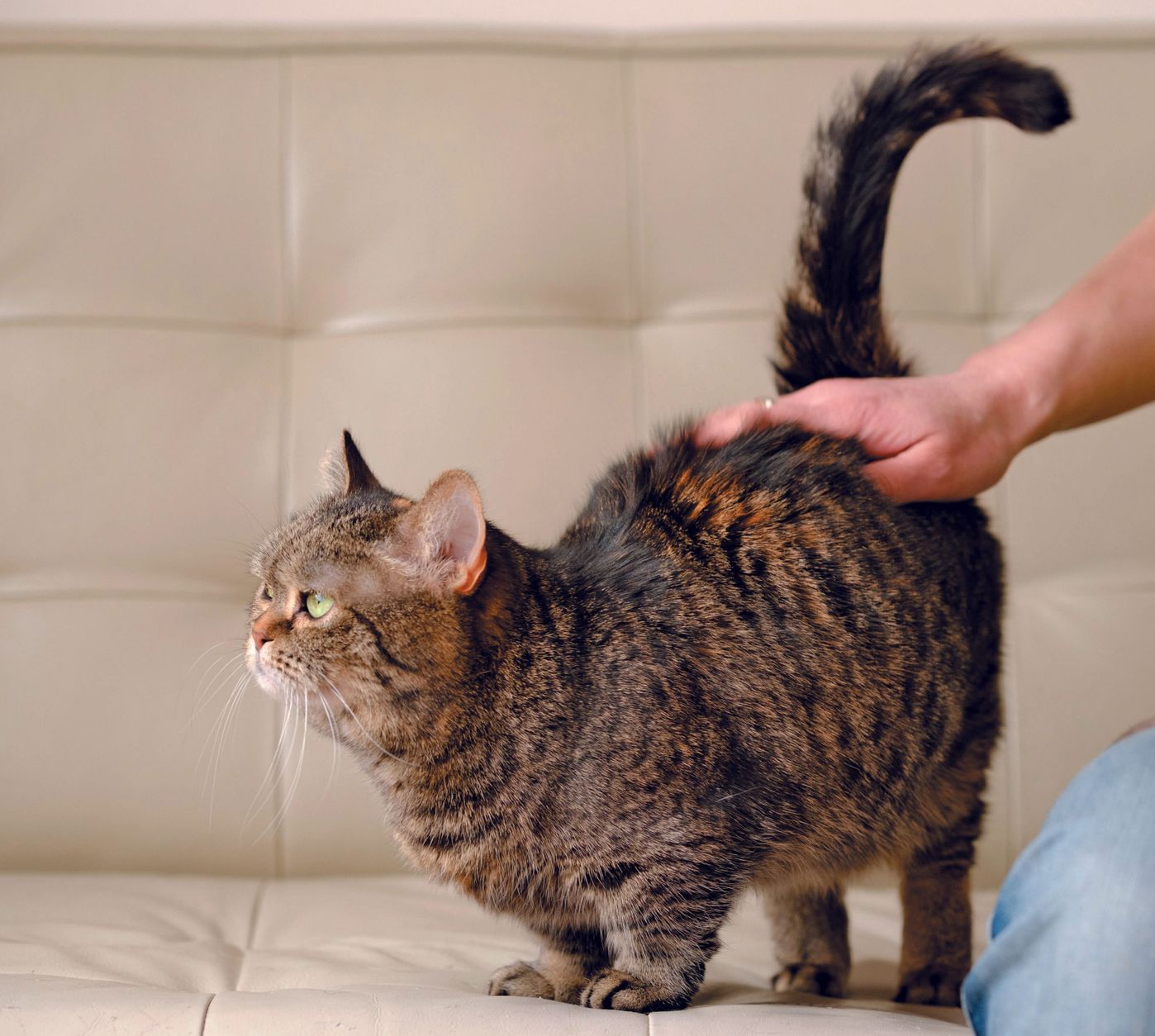 愛猫を なでたとき のしぐさでわかる猫の本音 ねこのきもちweb Magazine 愛猫を なでたとき のしぐさでわかる猫の本音 ねこのきもちweb Magazine