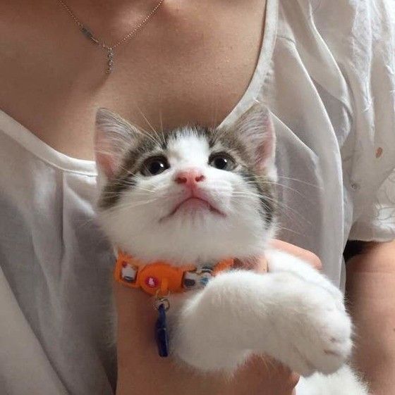 抱っこされる猫