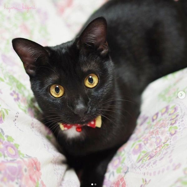 黒猫の月ちゃん