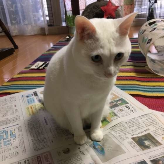 新聞の上に乗るMIX白ももちゃん