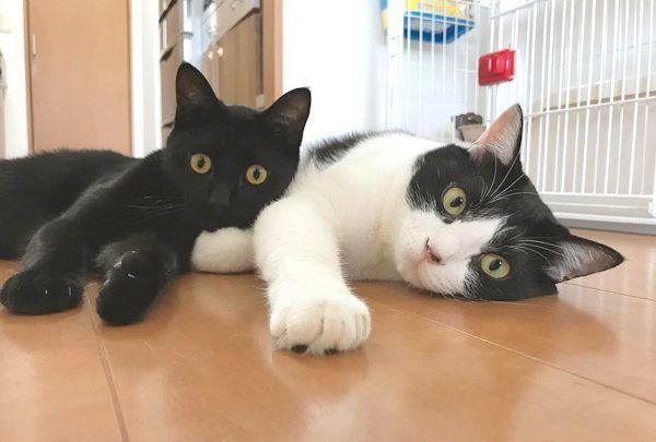 元保護猫・虎徹くんとはなびくん