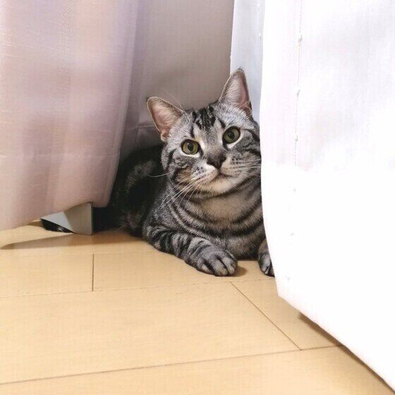 アメリカンショートヘアのそらくん