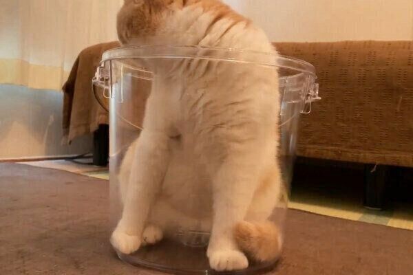 バケツの中にすっぽり入るてんぷらくん