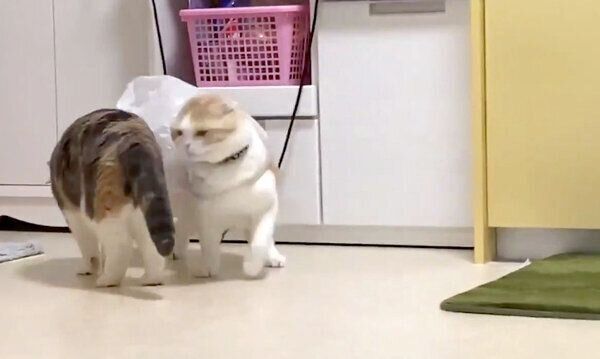 袋を体に引っ掛けるうなぎちゃん