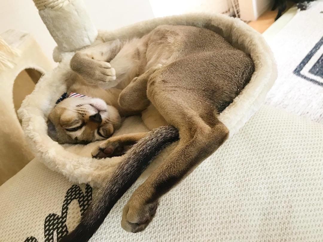 ゴロンと寝転がるシンガプーラ