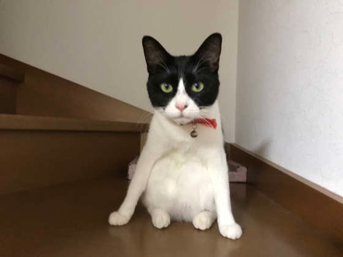 シニア猫が特に注意したい 病気 怪我 は 見逃しがちなケースも ねこのきもちweb Magazine シニア猫が特に注意したい 病気 怪我 は 見逃しがちなケースも ねこのきもちweb Magazine