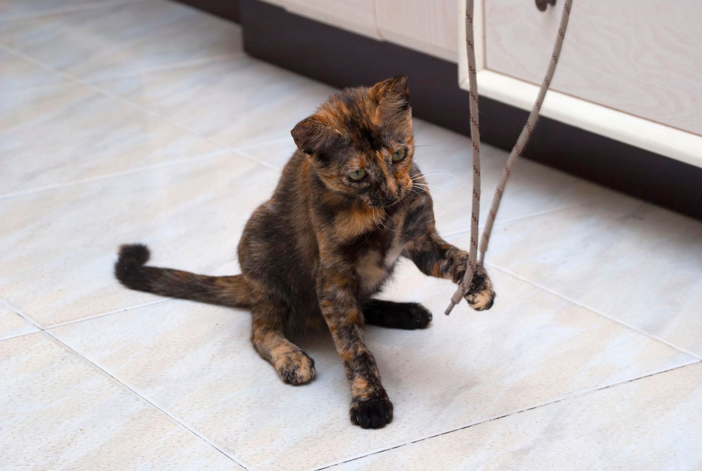猫の誤飲 誤食 の対処法 もしものときの応急処置は ねこのきもちweb Magazine 猫の誤飲 誤食 の対処法 もしものときの応急処置は ねこのきもちweb Magazine