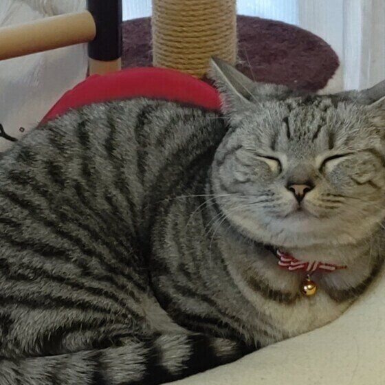 マンチカン　睦月　ぬくぬく