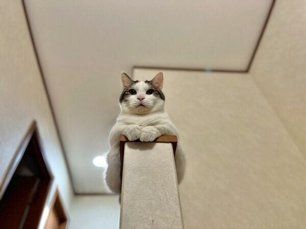 まったりする豆大福くん