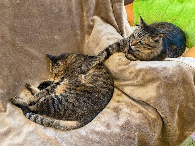 毛布の上でくつろぐ2匹の猫