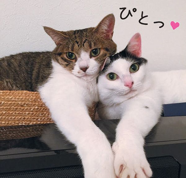 くっつく猫／「ねこのきもち」2016年11月号