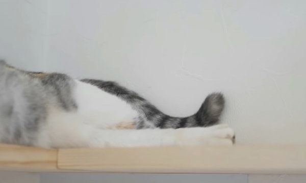 しっぽがくねくね動く三毛猫