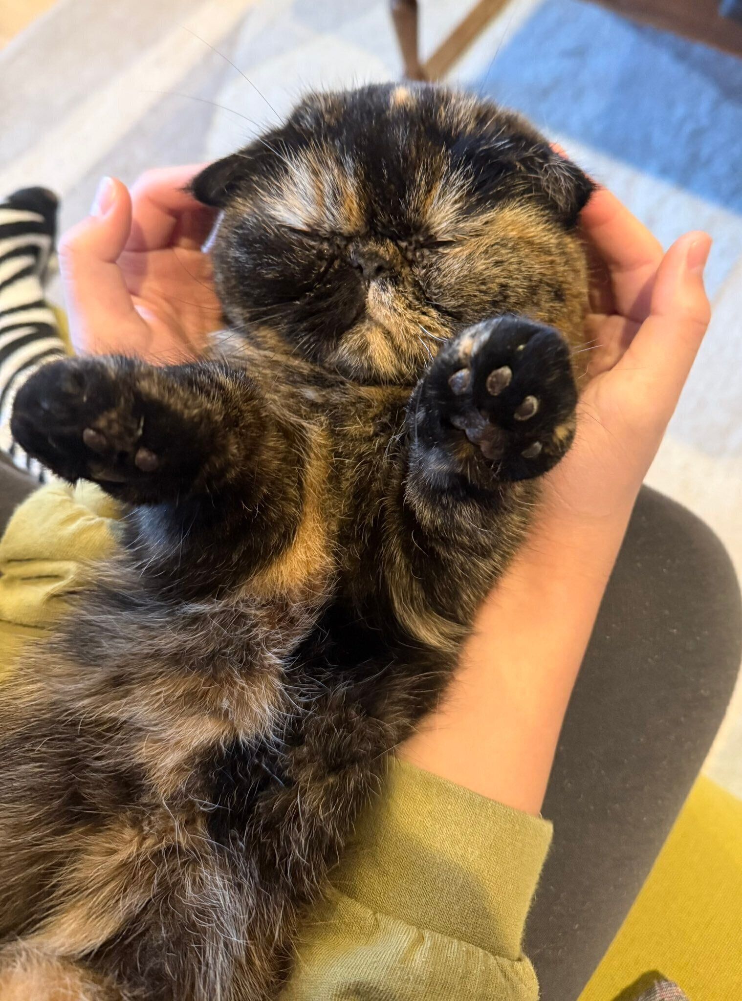 リラックスした様子のきなこちゃん