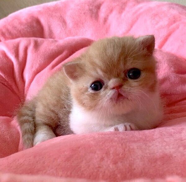 飼い主さんの家にやってくる前のまめ吉くん