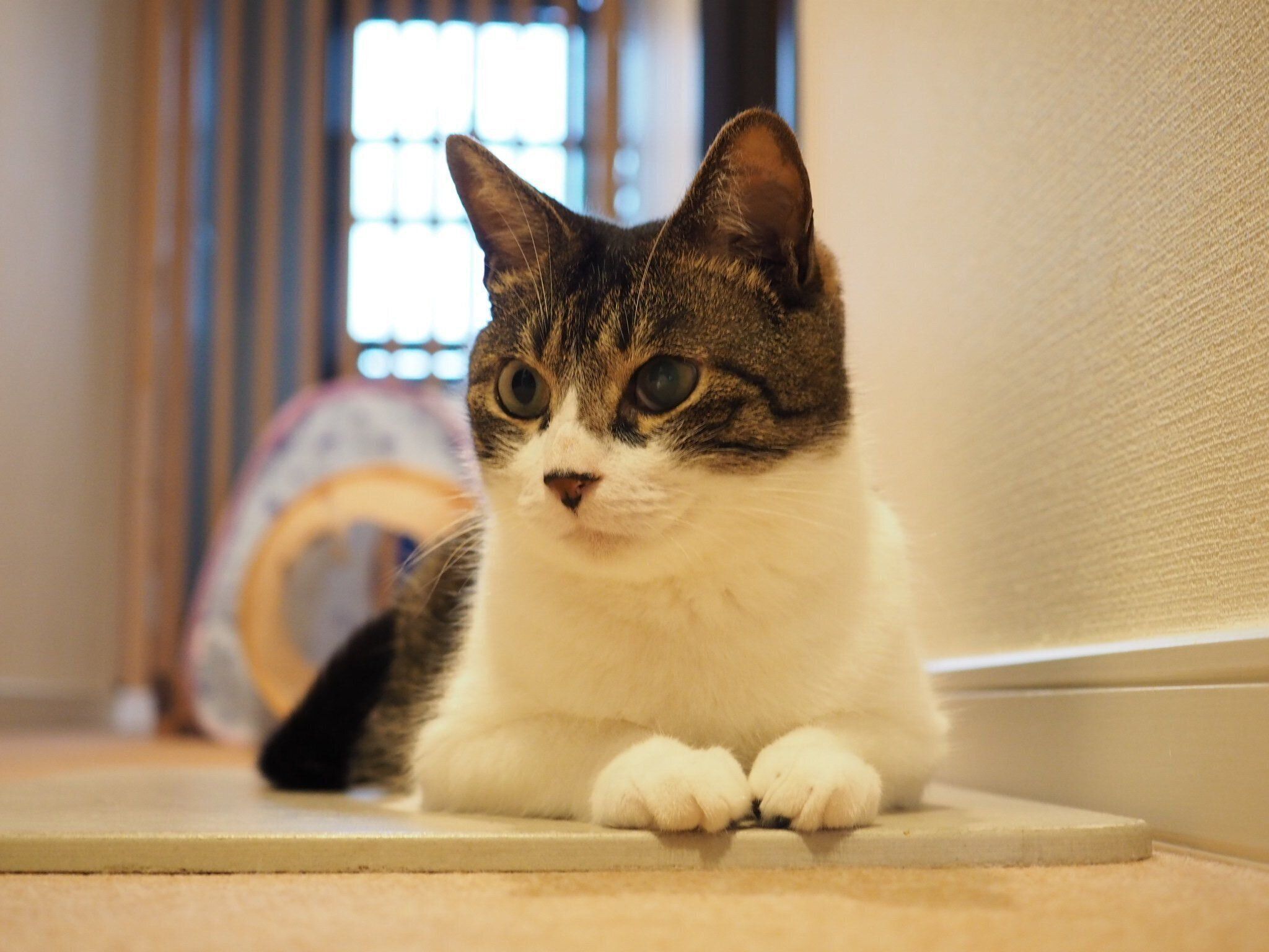 スフィンクス座りをしたライ君