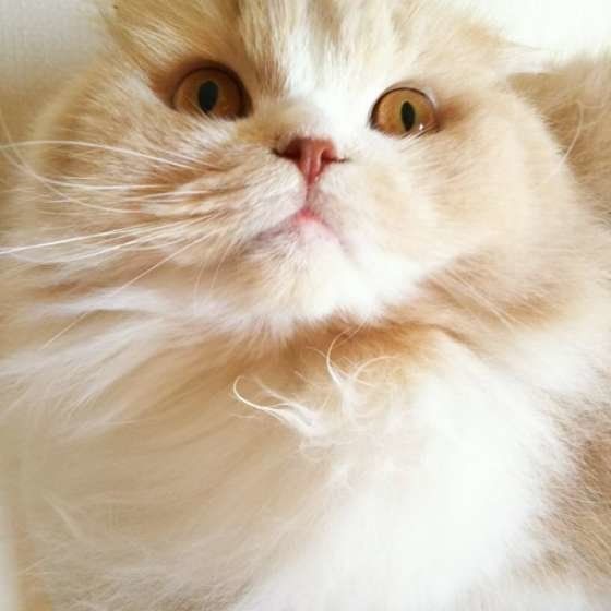 見上げるスコティッシュフォールド