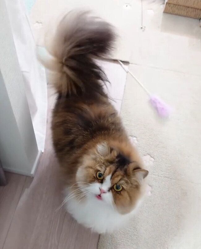 飼い主を見上げて鳴くペルシャ