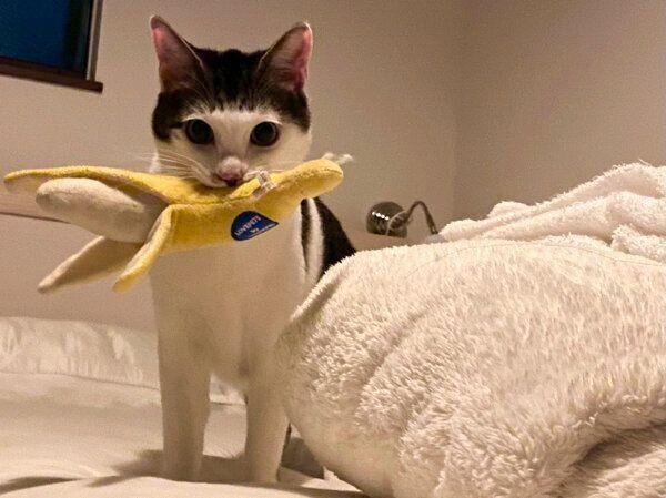 おもちゃの「バナナ」をくわえるセロイくん