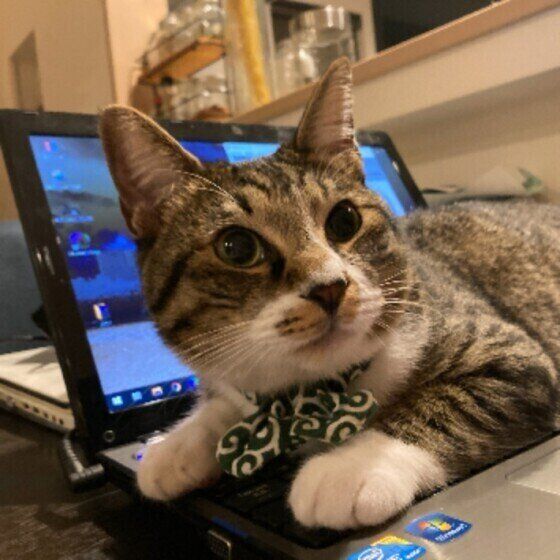 パソコンの上にのるキジトラ猫