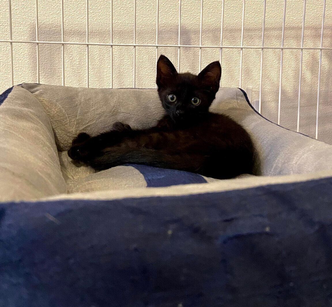 子猫時代のトニーくん