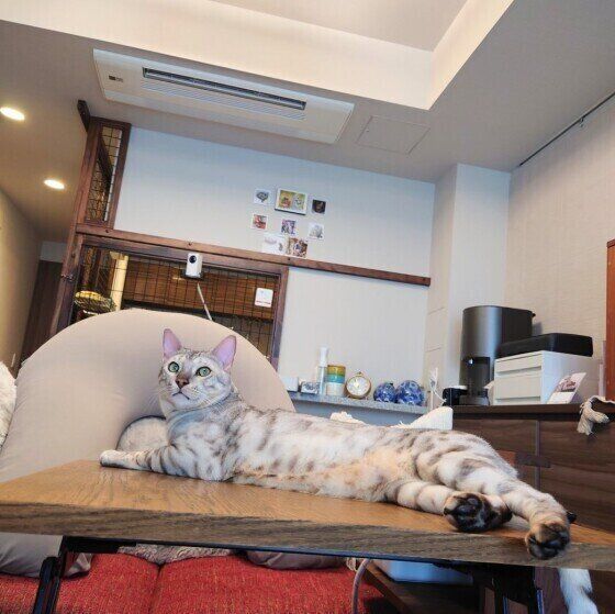 エアコンで涼む猫（ベンガル、オス）